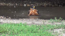 Robin takes bath in puddle after night of heavy rains