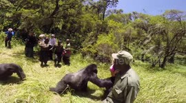 Gorilla knocks woman over on honeymoon safari tour