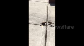 Bird feeds a waffle to other bird