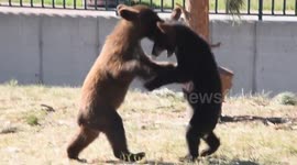 Adorable bear cubs play fight