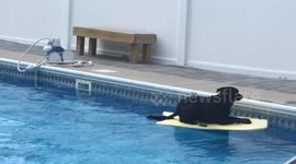 Dog jumps on bodyboard on command