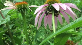 This is what bumble bees do to escape the rain