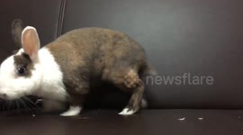 Pet rabbit