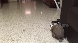 Pet Rabbit