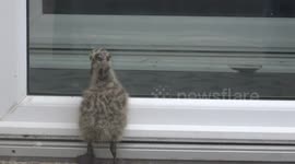 Cute Baby Seagull doesn't understand glass