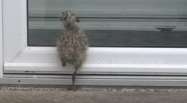 Cute baby seagull doesn't understand glass