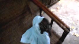 Funny baby monkey wants to play with towel