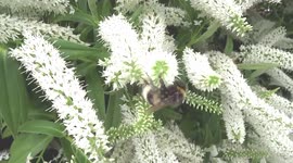 Bumblebee on white flowers in Chelsea