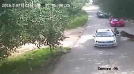 Women leaving car in wildlife park are attacked by tigers