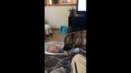 German Shepherd 'cares' for baby