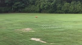 Dog gets chased 100 plus yards by a deer