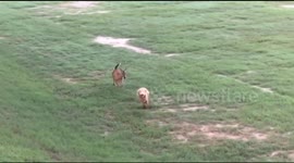 Role reversal! Deer chases dog across park