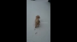 Balou´s (dog) first snow :)