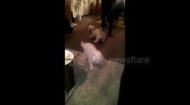 The ultimate dogfight, who becomes the winner?!?