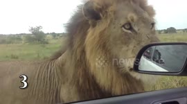 Top five close encounters with lions at Kruger National Park