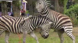 Naughty zebras mess around in their enclosure