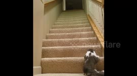Cat struggles to climb stairs