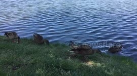Feeding ducks in Santee park