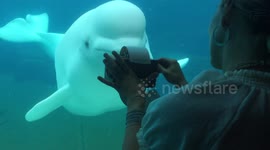 Beluga whale attracted by aquarium visitor's music box