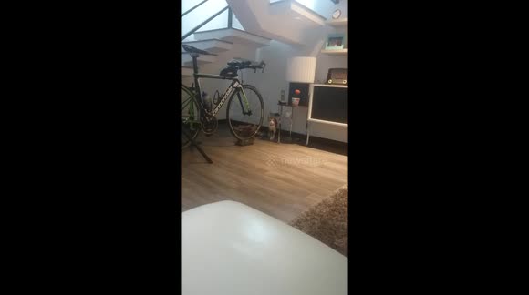 Jacinto the cat moving like a ninja!