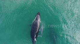 Aerial footage of a humpback whale swimming with her newborn calf
