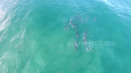 Dolphins