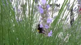 Bumblebees and wasps enjoy lavender in Chelsea - London