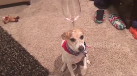 Funny Dog balances Wine Glass on Head Trick Viedo