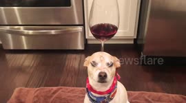 Dog balances Wine in Wine Glass on Head Video