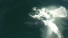 Breaching Humpback!