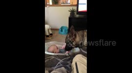 DUPLICATE German Shepherd 'cares' for baby