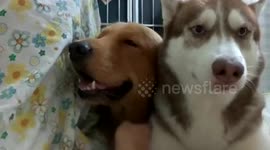 Husky gets jealous when owner starts stroking another dog