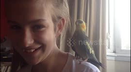 Bird eating daughters hair
