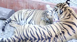 Tigers in Thailand's Tiger Kingdom