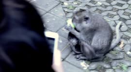 Baby monkey munches on an apple with its mum