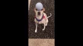 Dog Balances Ball on his Nose Trick Video