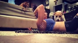 Dog won't let owner do her abs workout