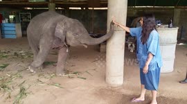 Young elephant high-fives tourist in Thailand