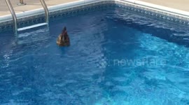 Wild duck takes a bath in swimming pool
