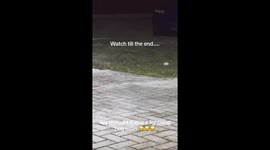Sparkling tinsel mistaken for lightning bug leads to comical moment