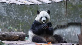 China: Giant Panda at Chongqing Zoo