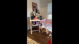 Girl Shares Dinner With Basset Hound