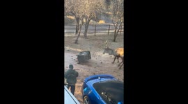 Elk Tries to Attack Car