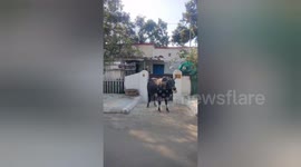 Social organisation rescued mouth of a cow tin box stuck in its jaw taken out  in Shahdol, Madhya