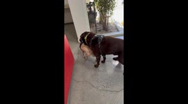 Wally's Weiner Has The Wiggles