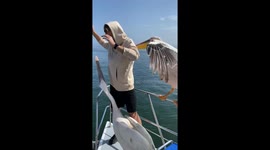 Pelican Steals Man's Fish