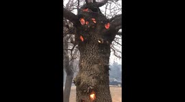 Chimney Tree Burns From Inside Out