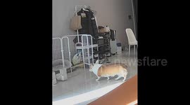 China:  A Corgi That Has to Jump to Get Back to Its Kennel