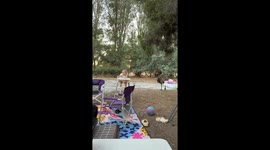 Sneaky Emu Takes Snack From Son