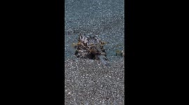 Flamboyant Cuttlefish Pleased With Catch